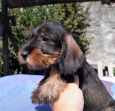 teckel poil dur nain à vendre|teckel arlequin.